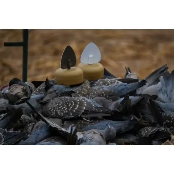 Mojo Dove A Flicker x4, Bild 7 von 8