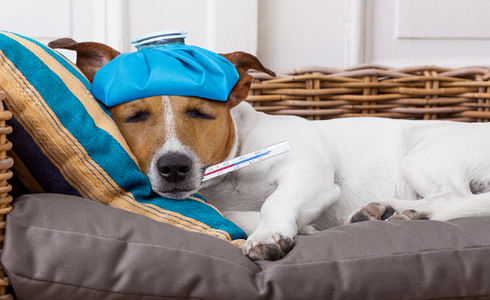 New Fee Schedule for Veterinarians - What Does This Mean for Pet Owners?