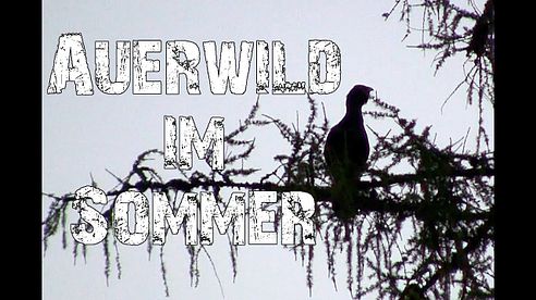 Auerwild im Sommer