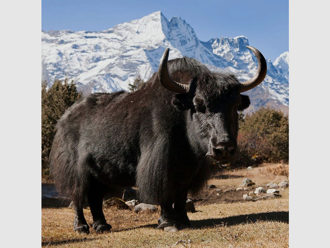 AKAH Halsung aus Yak-Leder