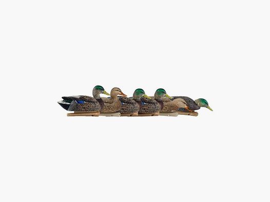 Formen von Stockenten AvianX Frühjahrs-HD