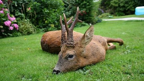 Summer Roebuck Stalking with Cervus-UK, Big Medal Class Buck