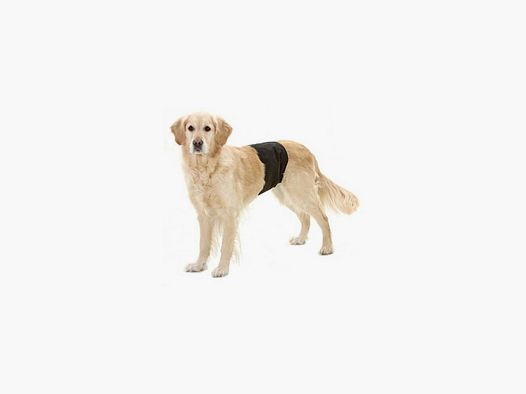 Gentleman Panty für Hund