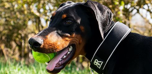 Dobermann - die wichtigsten Infos zur Hunderasse