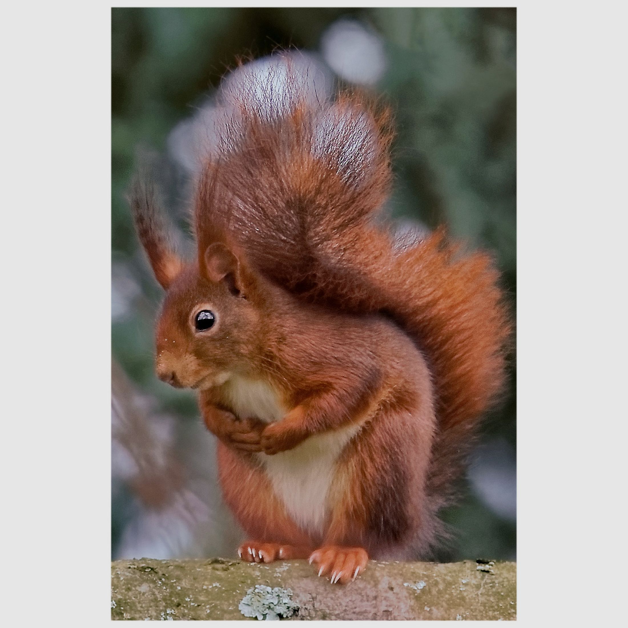 Kühlschrankmagnet Eichhörnchen