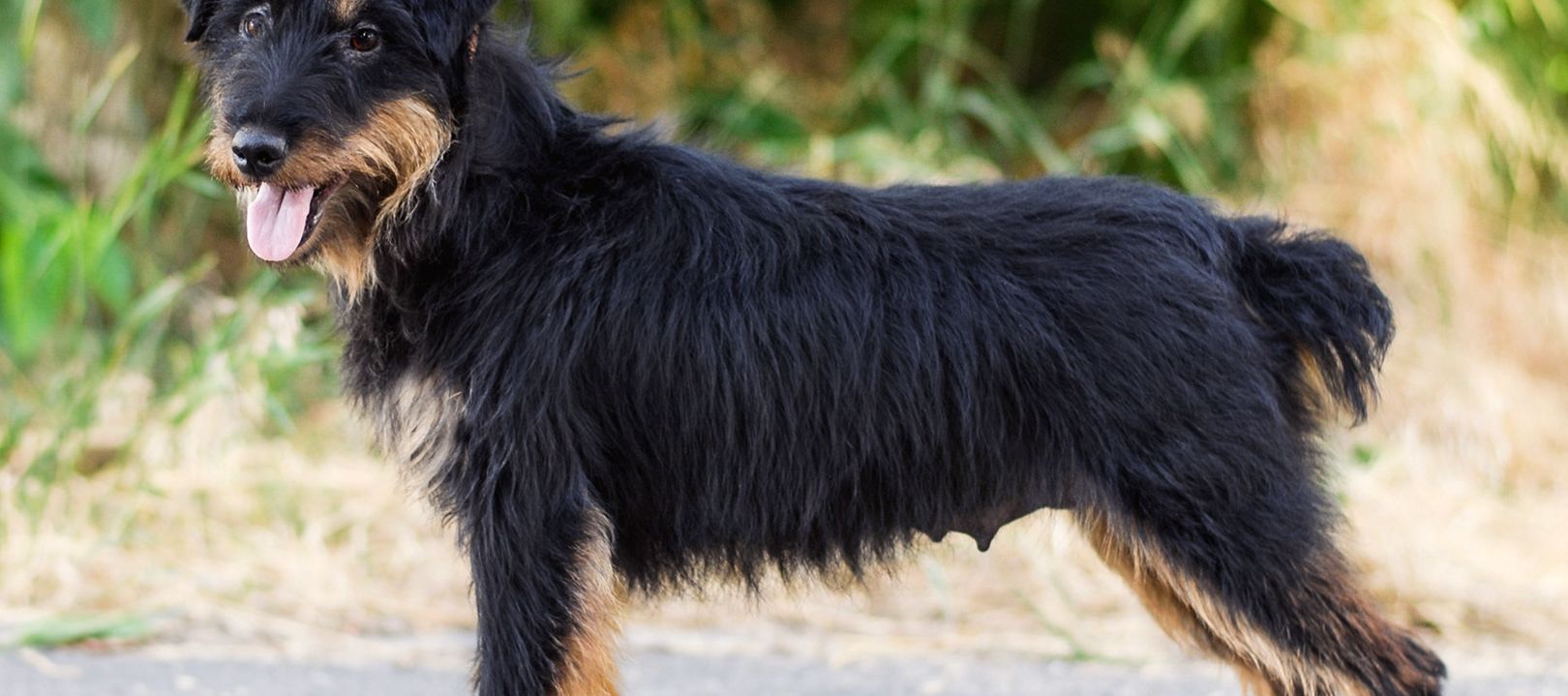 Breed Profile: German Hunting Terrier