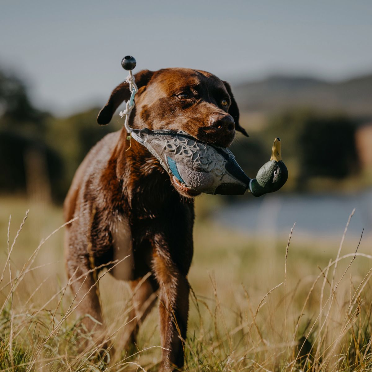 HP&G Apportierdummy Pato de Stock