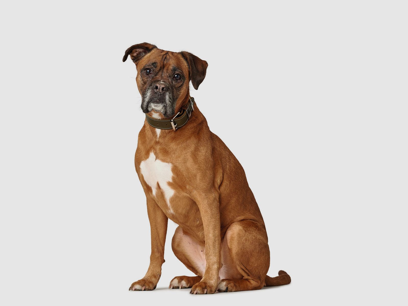 Hunter Halsband Aalborg Special