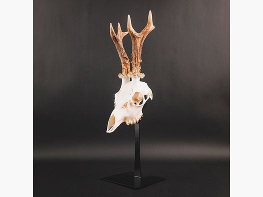 Waidmetall Trophäenständer Rehwild Slim Edition