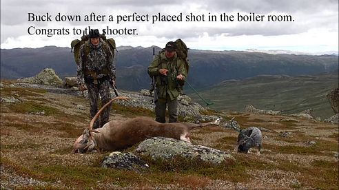 Reinsjakt 2016 /Reindeer hunting NORWAY/Rentier-jagt.