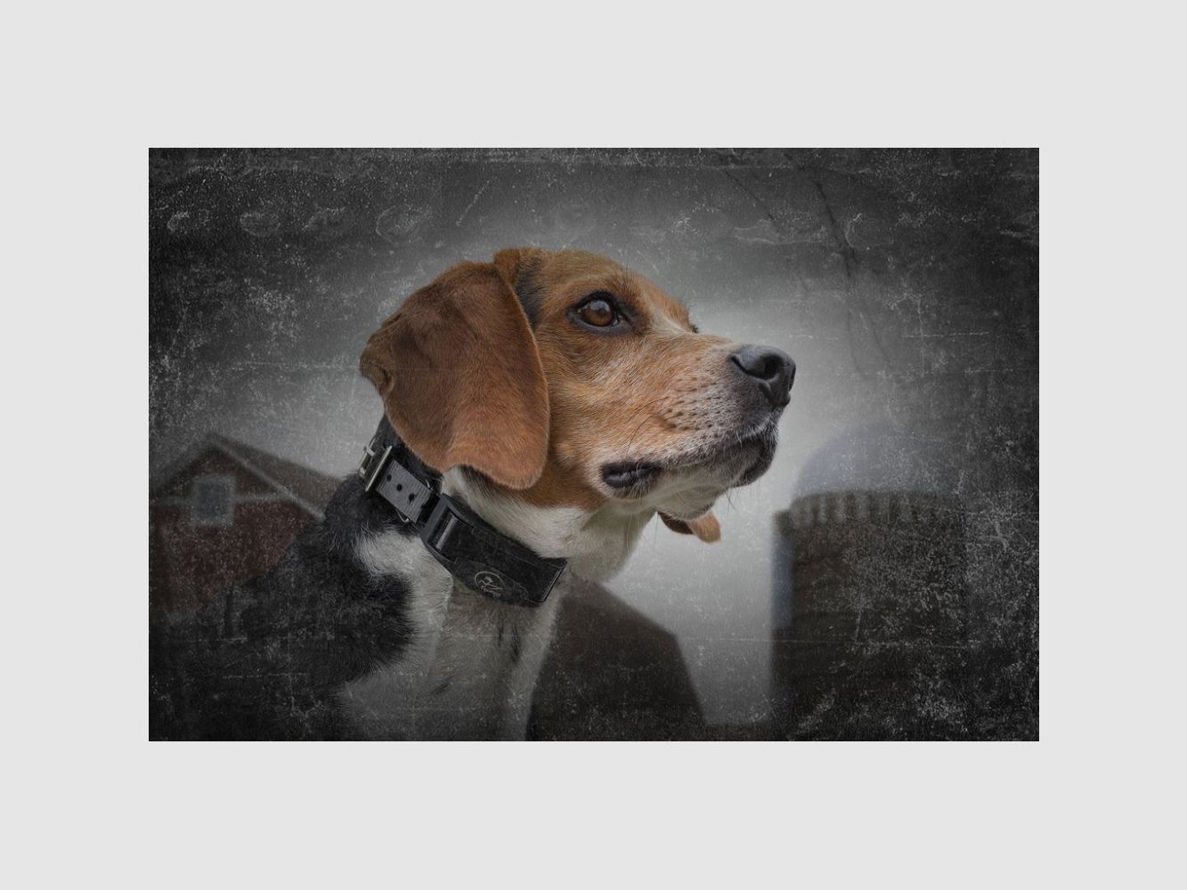 Halsband Hund Anti-Bellen SPORTDOG SBC-R, Bild 5 von 6