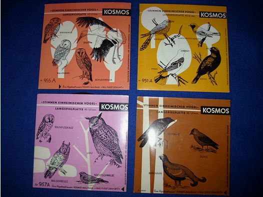 Local bird species sounds