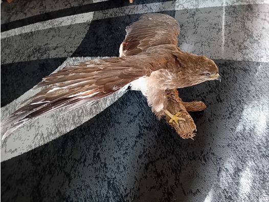 Schöner Mäusebussard präpariert auf einem Ast