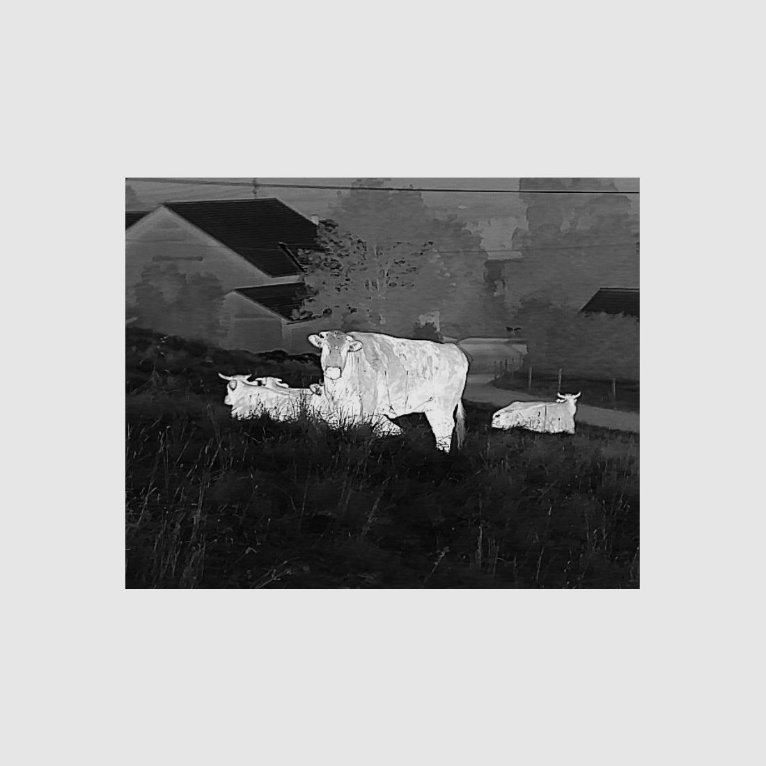 Liemke Wärmebildgerät Keiler 1