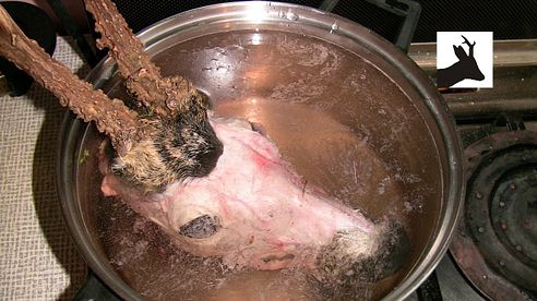 How to boil out deer head - part 2. Boiling out and cleaning. Non medal trophy head.