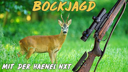 Bockjagd mit der Haenel Jaeger NXT