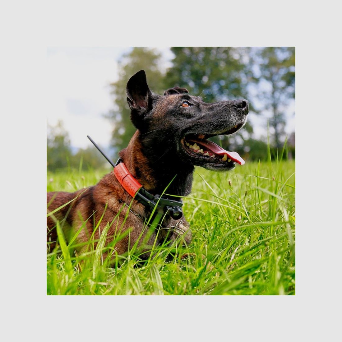 Dogtrace GPS X25-TB, Bild 25 von 30
