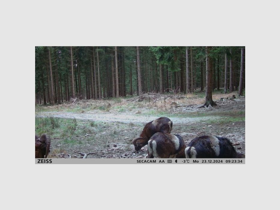 Wildkamera Zeiss Secacam 3, Bild 5 von 7