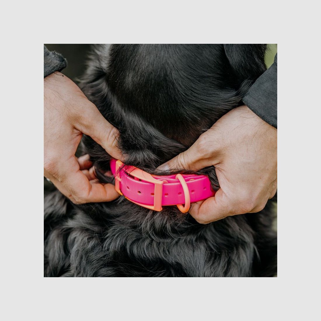 HP&G Collare per cani 25mm Rosa