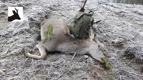 First red deer hunt of 2017 - Polowanie na łanie - Hirschjagd - Chasse aux Cerfs