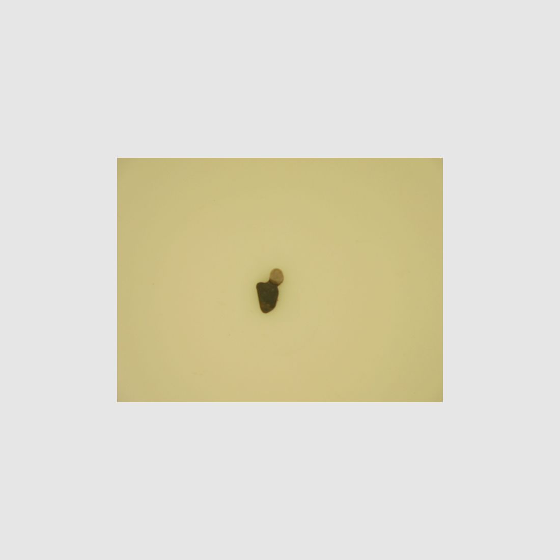 PAPILLON TRYON PEDERSOLI, Bild 1 von 3