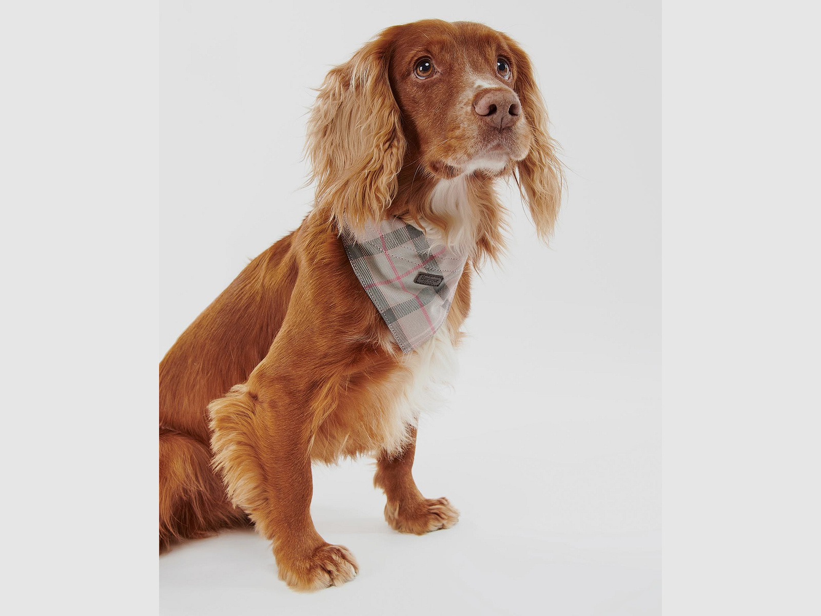 Barbour Tartan Bandana
