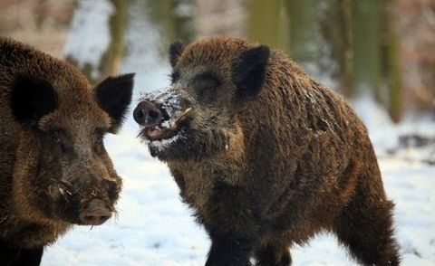 Driven Wild Boar - GoPro - Contour - Season 2012-2013