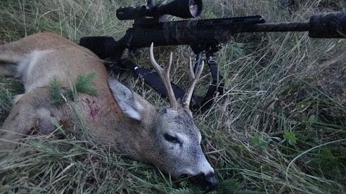 Jagd auf rote Sommerböcke  Bockjagd 2019 #Rehbock #Bockjagd #Jagd