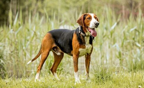 Rasseprofil: Finnischer Laufhund