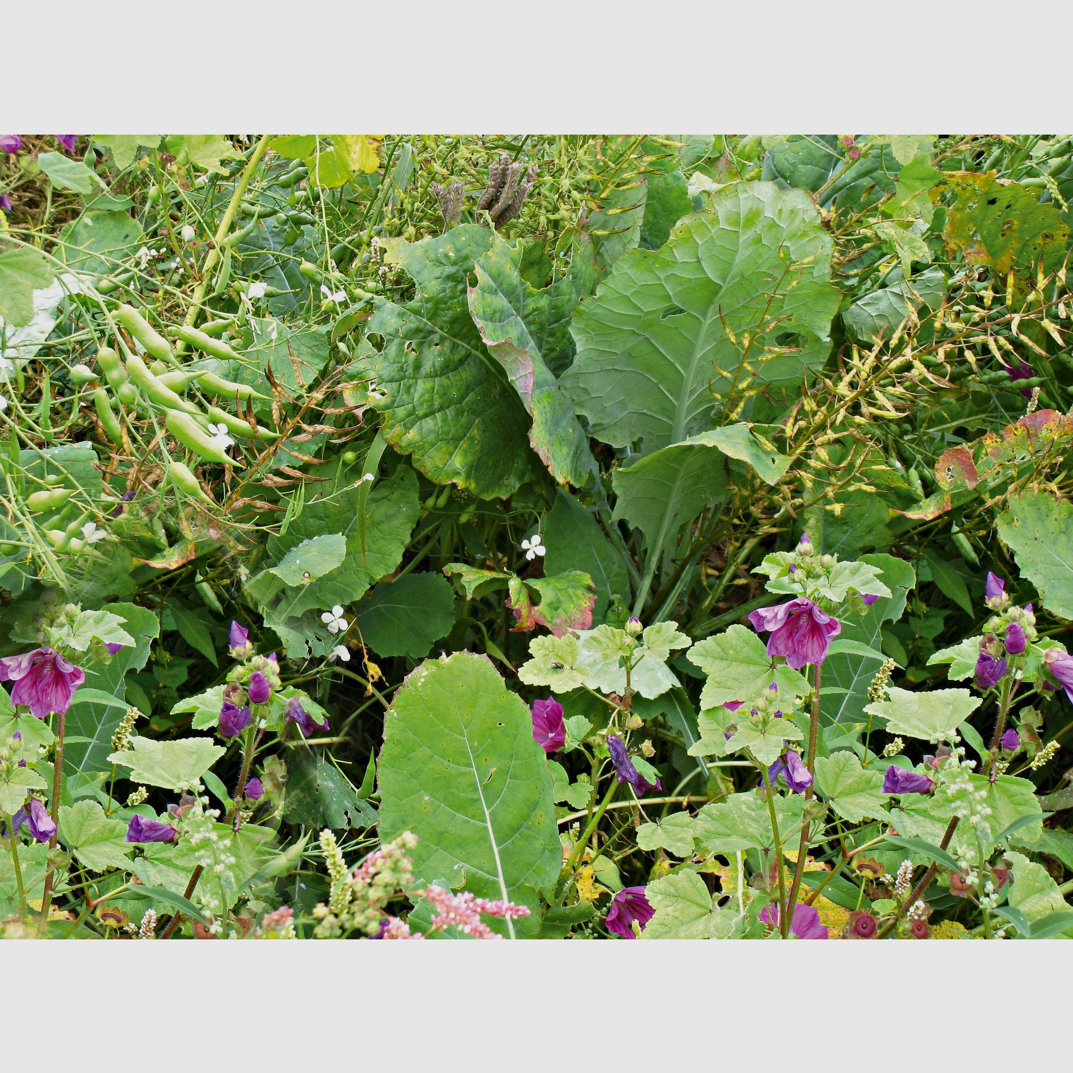 Wild cover mixture for heavy soils