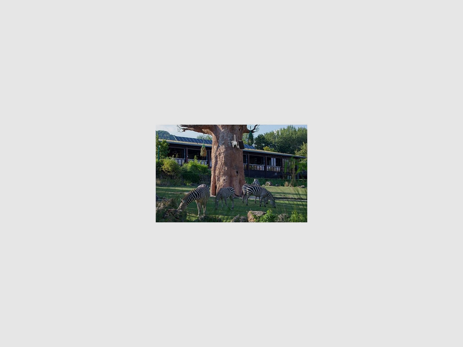 REOLINK FOTOKAMERA GO PT 1080P MIT SOLARPANEL, Bild 15 von 15