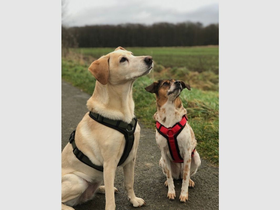 WowWow Hundegeschirr mit integrierter Leine Harness Khaki