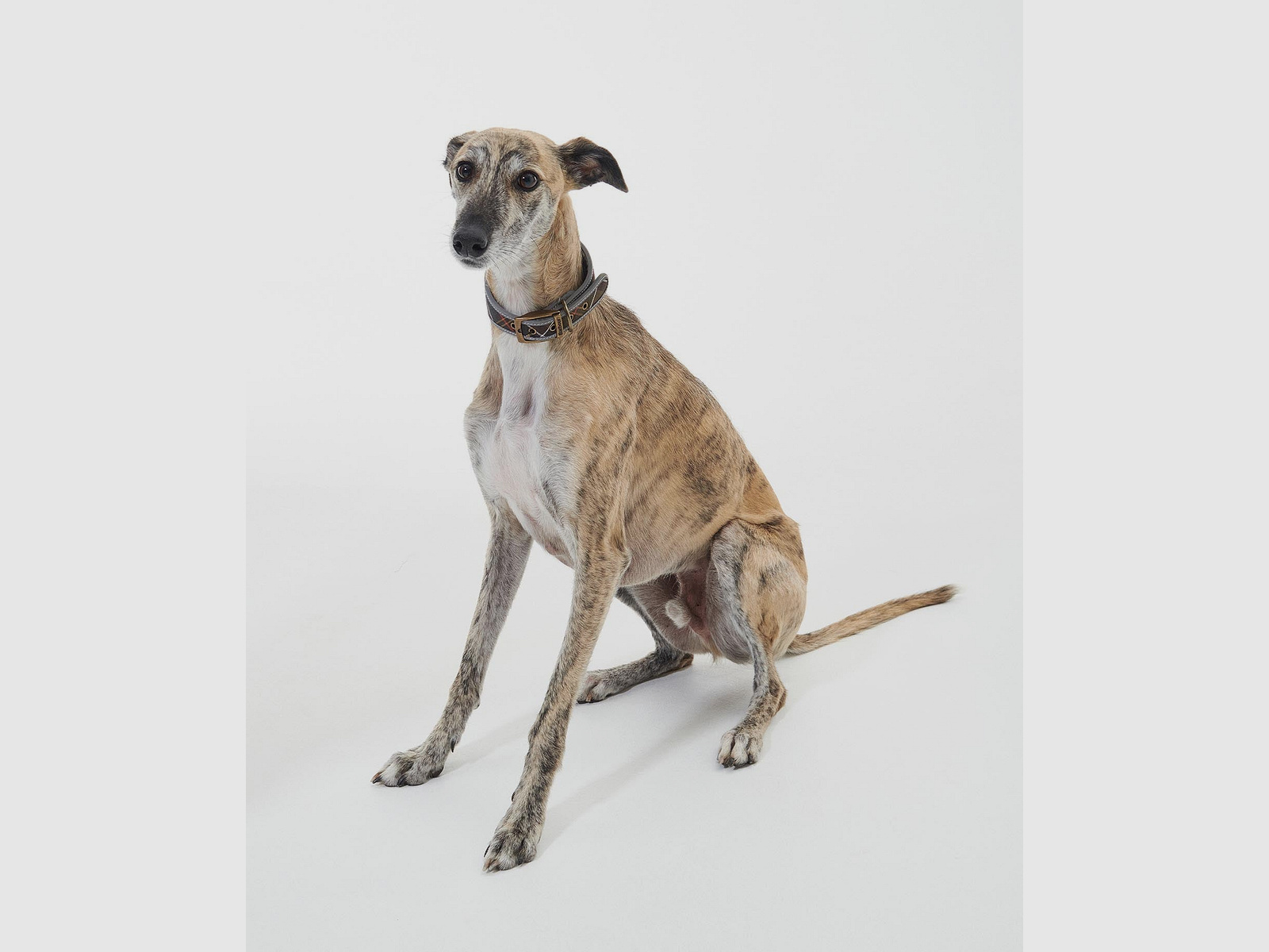 Collar para perro Barbour Lurcher Tartan