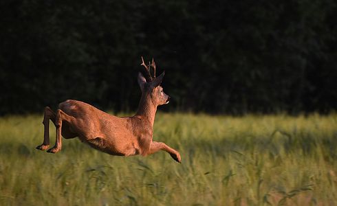 Neue Jagdzeiten Brandenburg (Reh-, Dam- und Rotwild)
