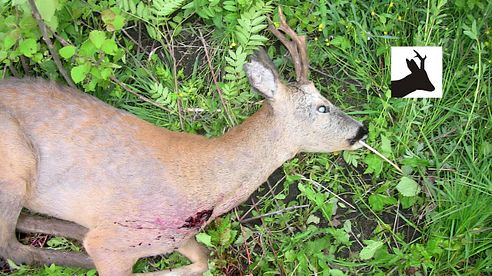 Third roebuck of the season 2011 deer stalking / hunting / shooting Polowanie na rogacza