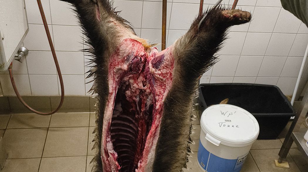 Jäger Visions – Wildgalgen Pro