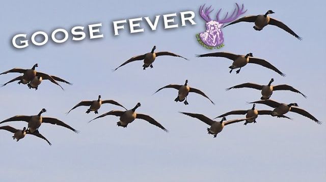 GOOSE FEVER!