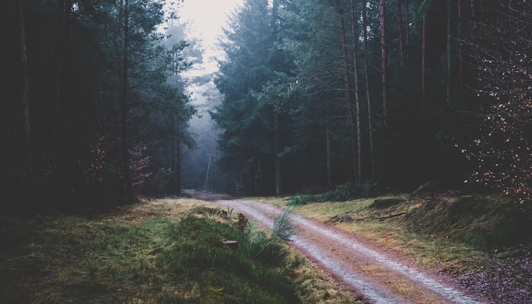 Hunting Seasons Lower Saxony