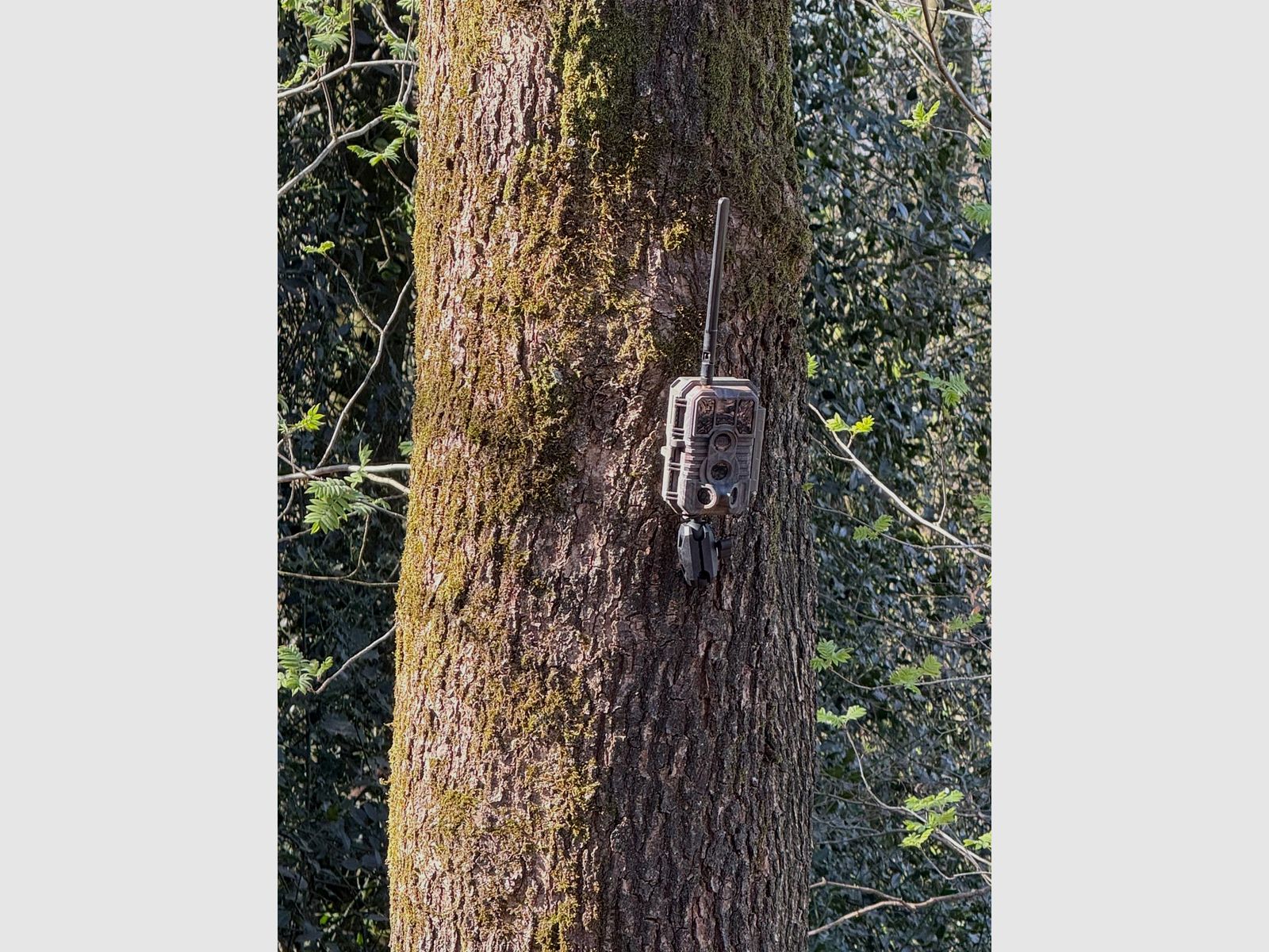 Jagdspezi Trail Cam x60 PLMB - Wildkamera der Extraklasse