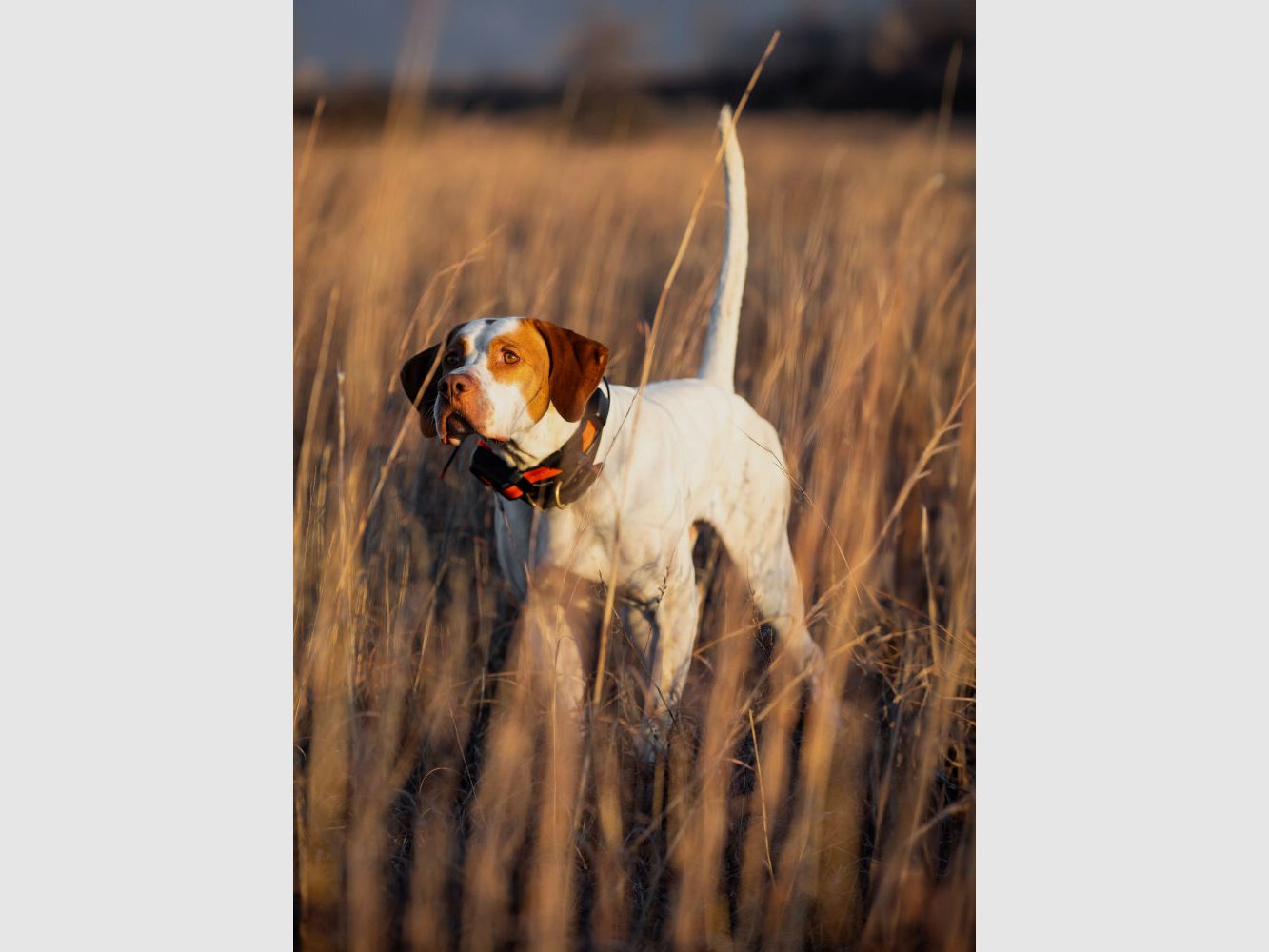 Garmin Garmin Alpha® LTE - Hundeortung