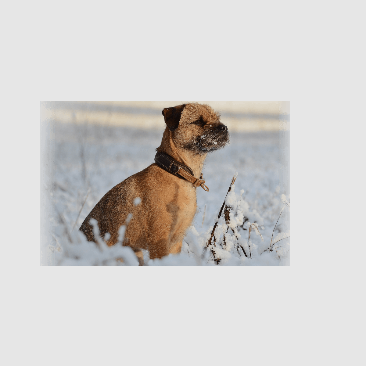 Niggeloh Halsung Classic Loden