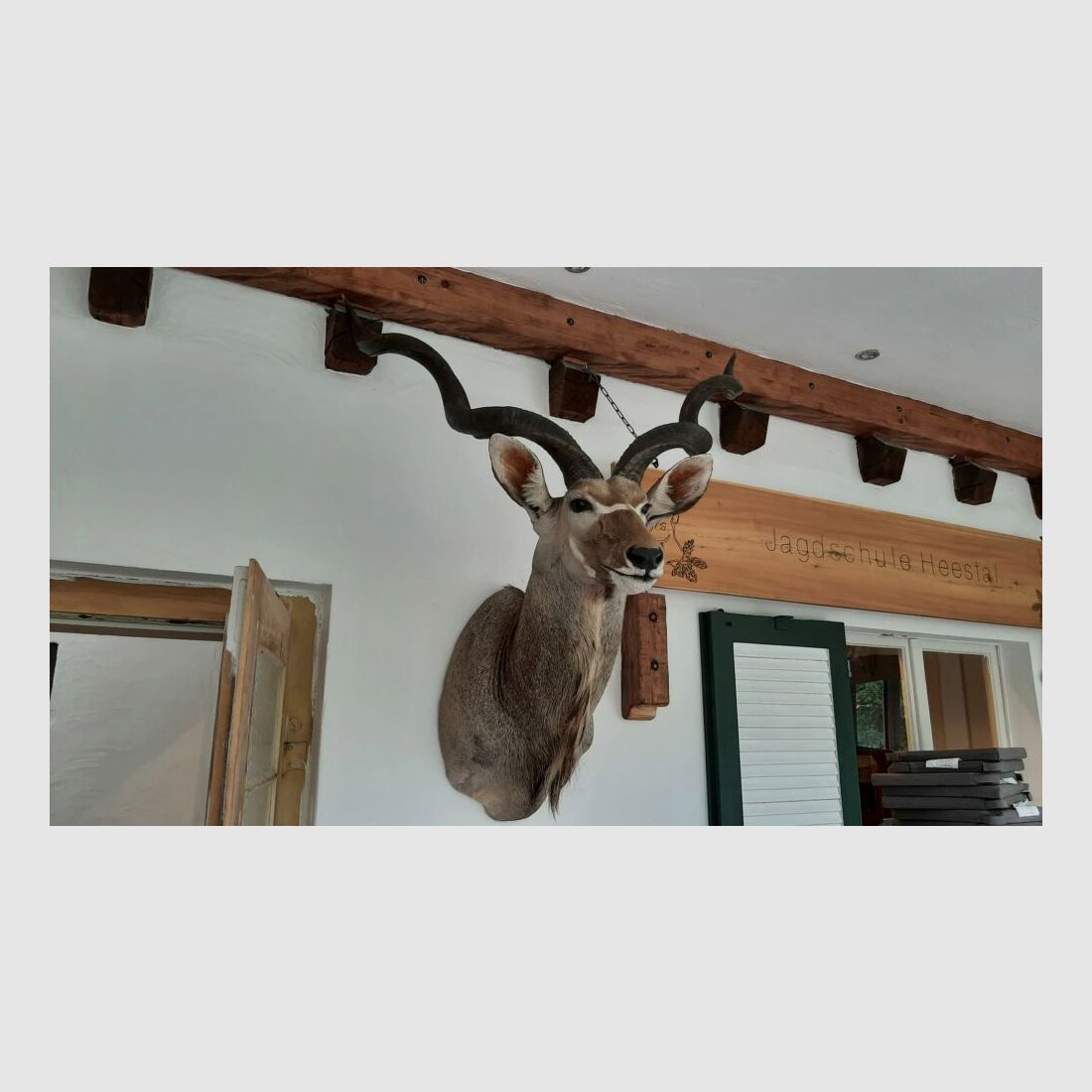 Kudu trofee Afrika beursstand decoratie preparaat taxidermie