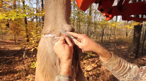 How To Skin A Deer