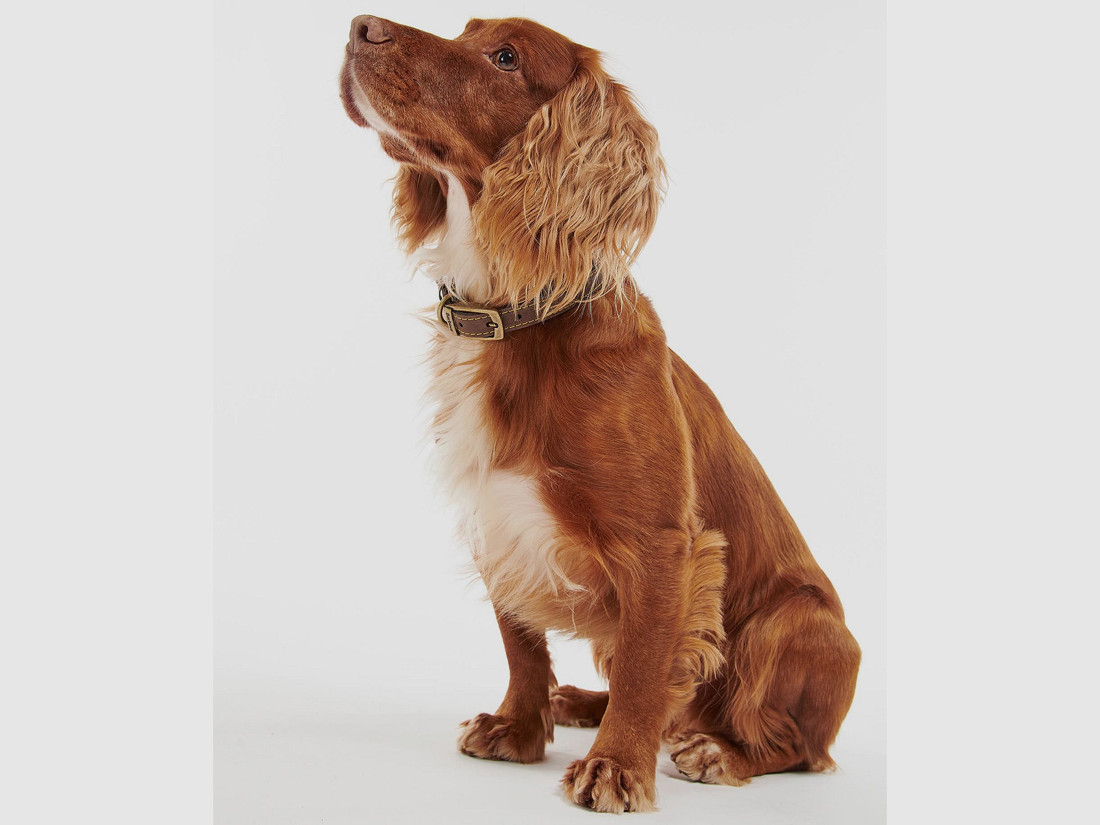 Barbour Hundehalsband aus Leder