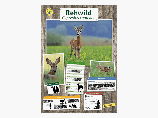 Lieu d'apprentissage nature - Affiche faune sauvage cerf
