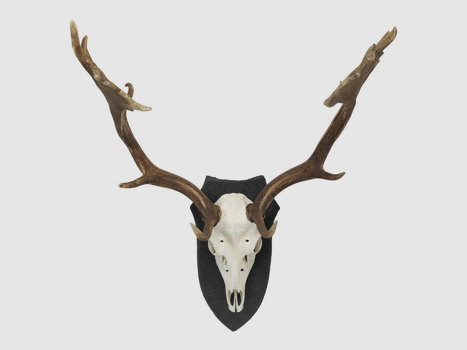 Pardur Trophäenschiefer Hirsch LW