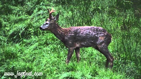 Rehwild im Mai