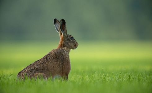 Niederwild