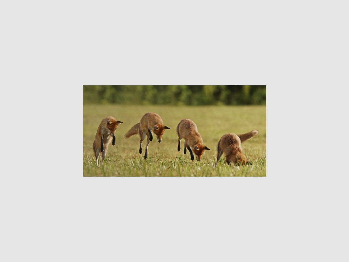 Fuchslockruf Primos Double Cottontail, Bild 2 von 2
