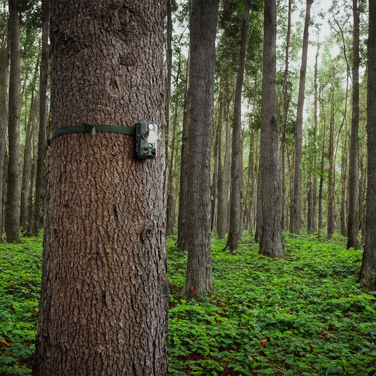 MIDLAND – WILD GUARDIAN WI-FI – CAMERA TRAP, image 5 of 7